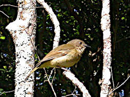 Imagem de Pachycephala pectoralis xanthoprocta Gould 1838