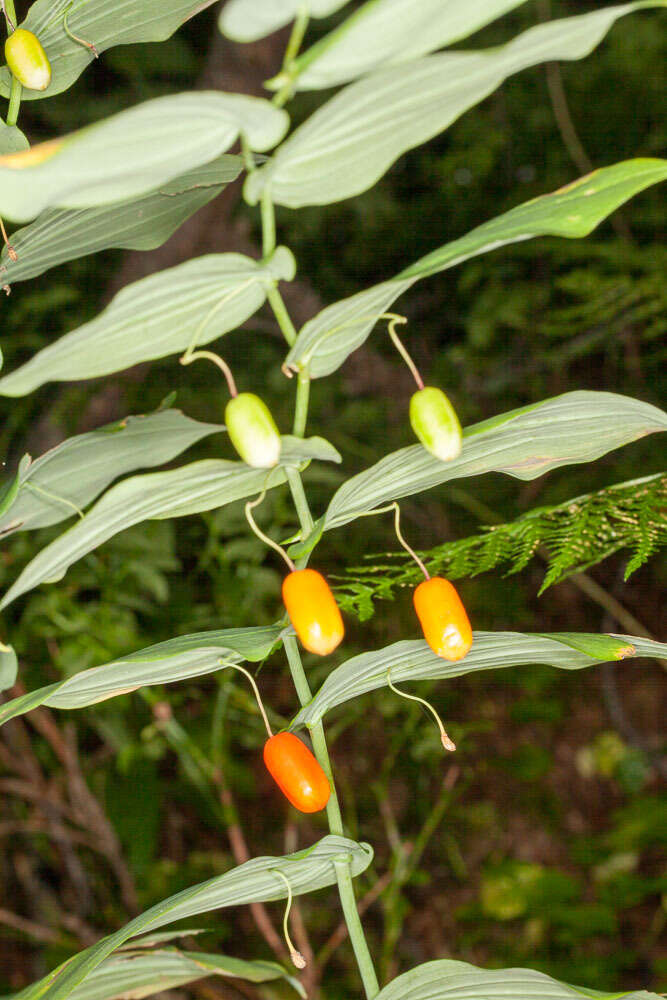 Streptopus amplexifolius (L.) DC.的圖片