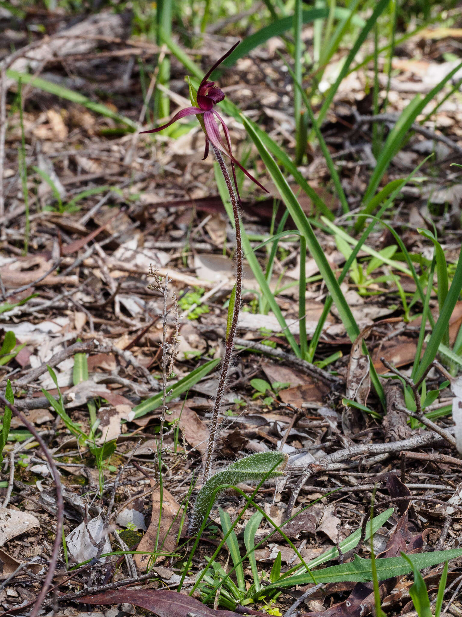 Image of Caladenia clavescens (D. L. Jones) G. N. Backh.