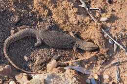 Imagem de Varanus storri Mertens 1966