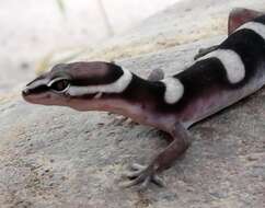 Image of Black Banded Gecko