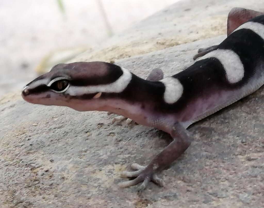 Image of Black Banded Gecko