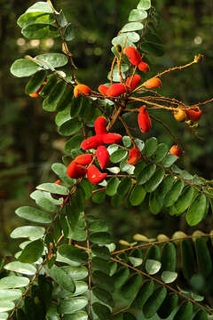 Image of Cnestis ferruginea DC.