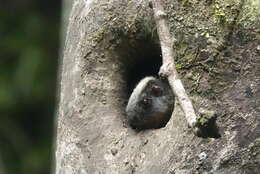 Image of yellow-crowned brush-tailed rat