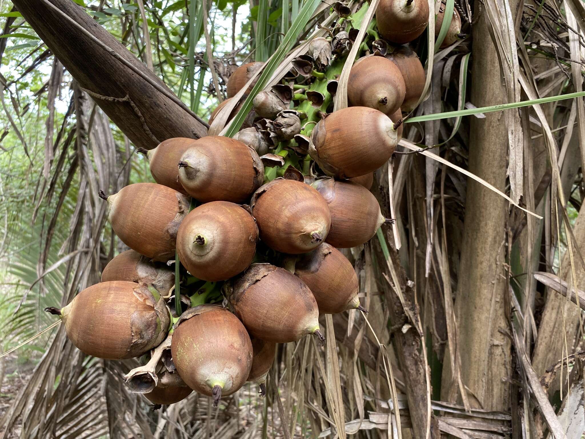 Слика од Attalea speciosa Mart.