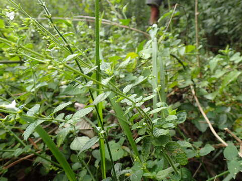 Imagem de Endostemon obtusifolius (E. Mey.) N. E. Br.