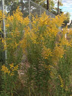 Image of Canada goldenrod