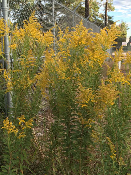 Image of Canada goldenrod