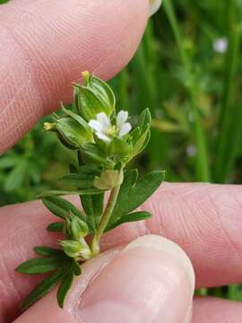 Слика од Geranium texanum (Trel.) A. Heller