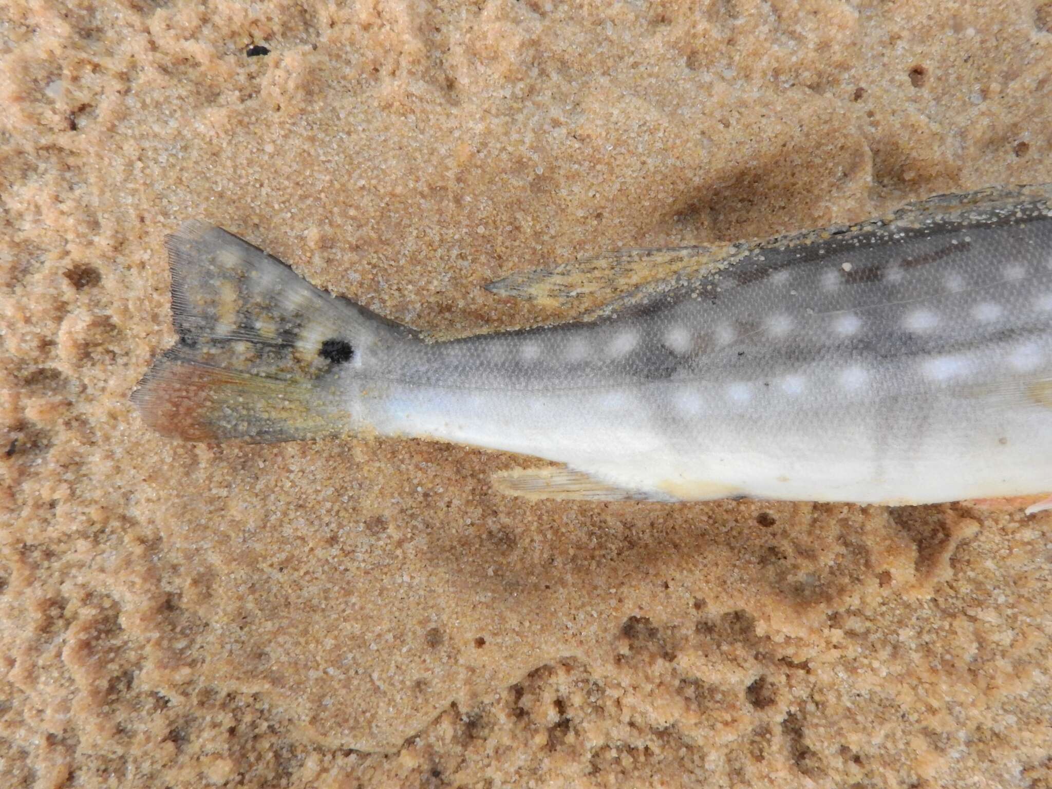 Image of Speckled peacock bass