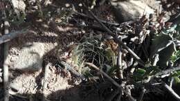 Image of Haworthia decipiens var. virella M. B. Bayer