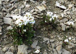 Image of Cardamine magnifica