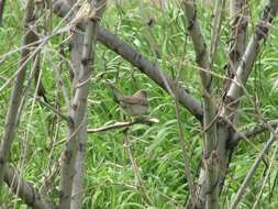 Image of Common Whitethroat