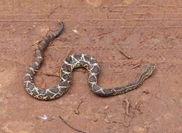 Image of Cascabel Rattlesnake