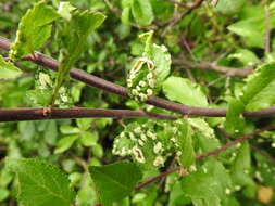 Plancia ëd <i>Eriophyes similis</i> (Nalepa 1890)