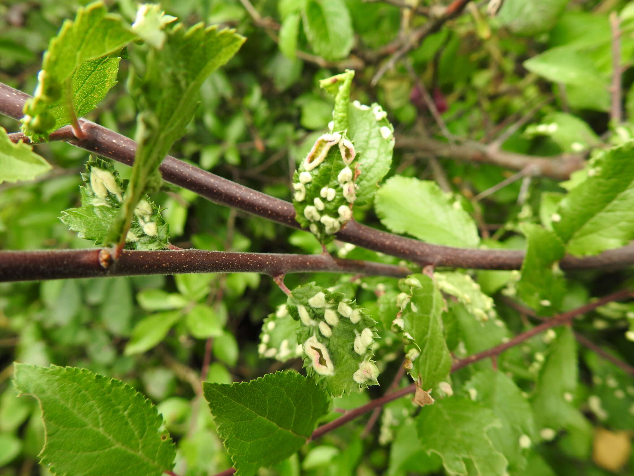 Image of <i>Eriophyes similis</i> (Nalepa 1890)