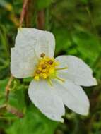 Image of Dalechampia tamifolia Lam.