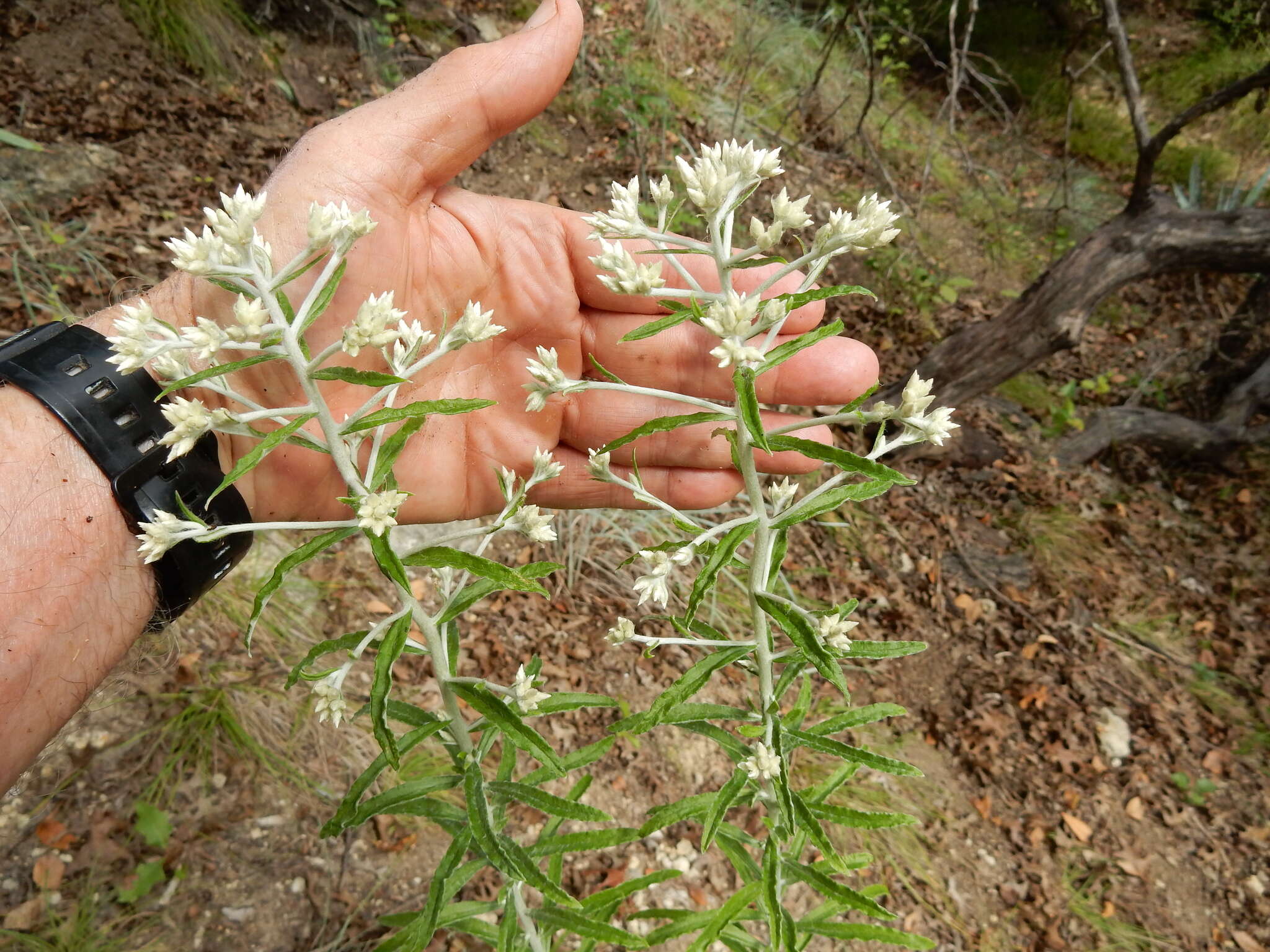 Imagem de Pseudognaphalium obtusifolium (L.) O. M. Hilliard & B. L. Burtt