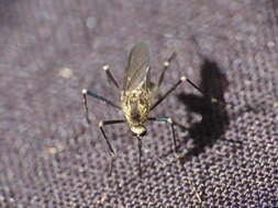 Image of Aedes atropalpus (Coquillett 1902)