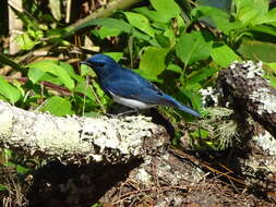 Image of Ultramarine Flycatcher