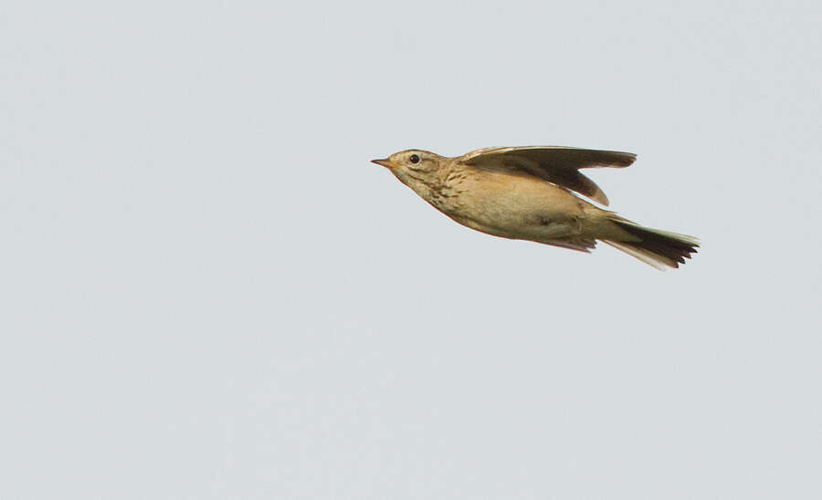 Image de Pipit de Godlewski