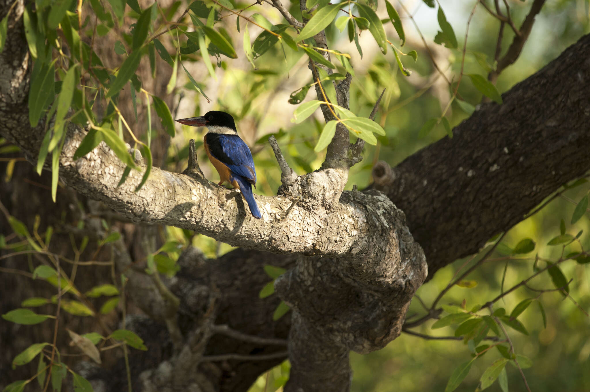 Image of Black-capped Kingfisher