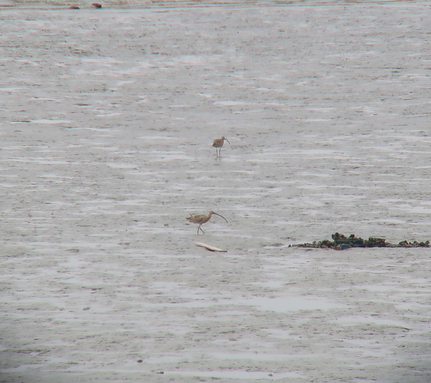 Image of Eastern Curlew