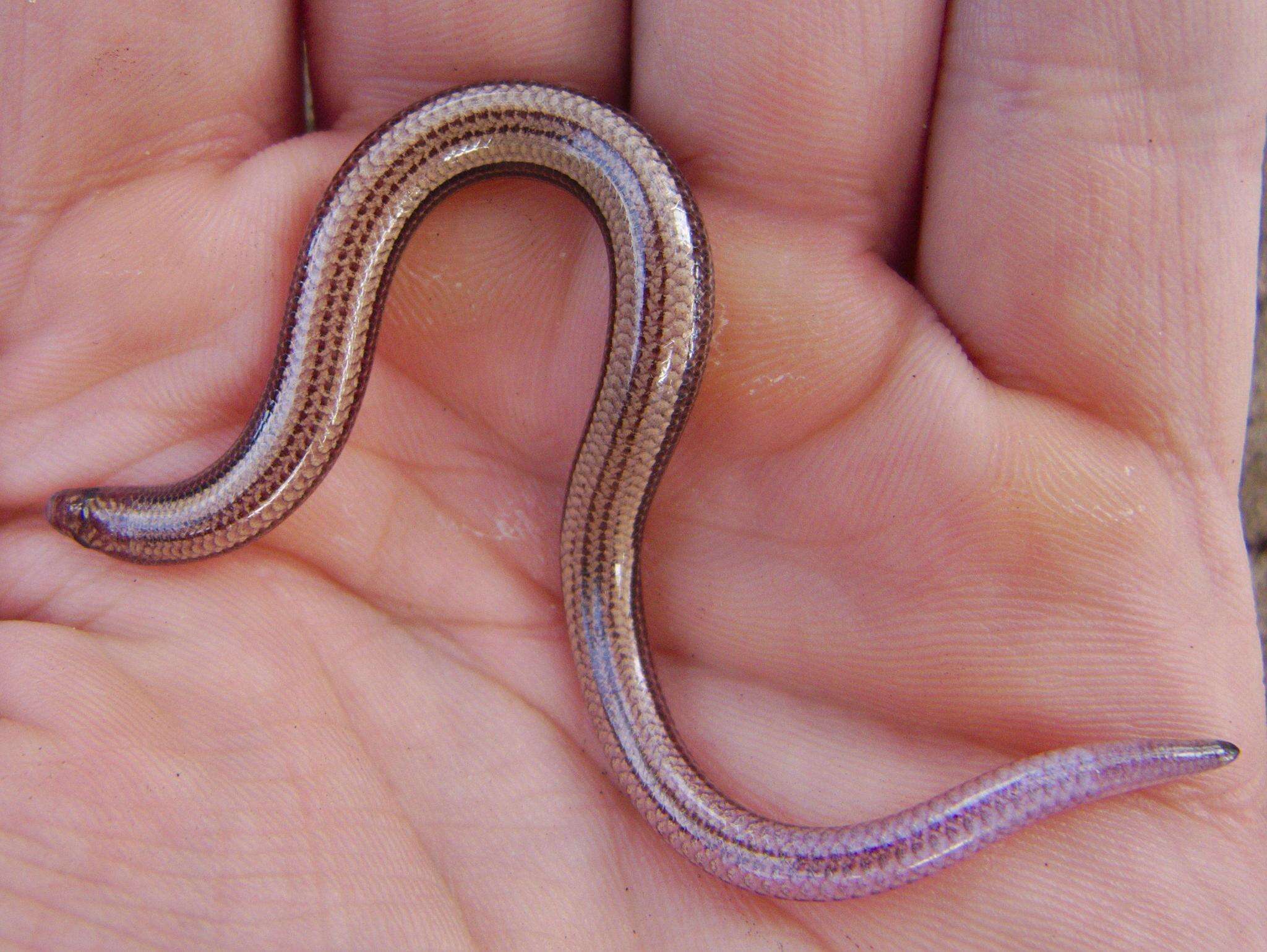 Image of Scelotes vestigifer Broadley 1994