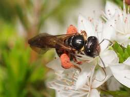 Plancia ëd Lasioglossum tertium (Dalla Torre 1896)