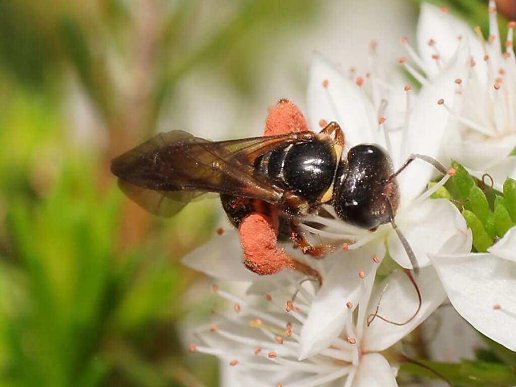 Lasioglossum tertium (Dalla Torre 1896)的圖片