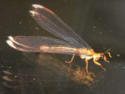 Image of Nymphes myrmeleonoides Leach 1814