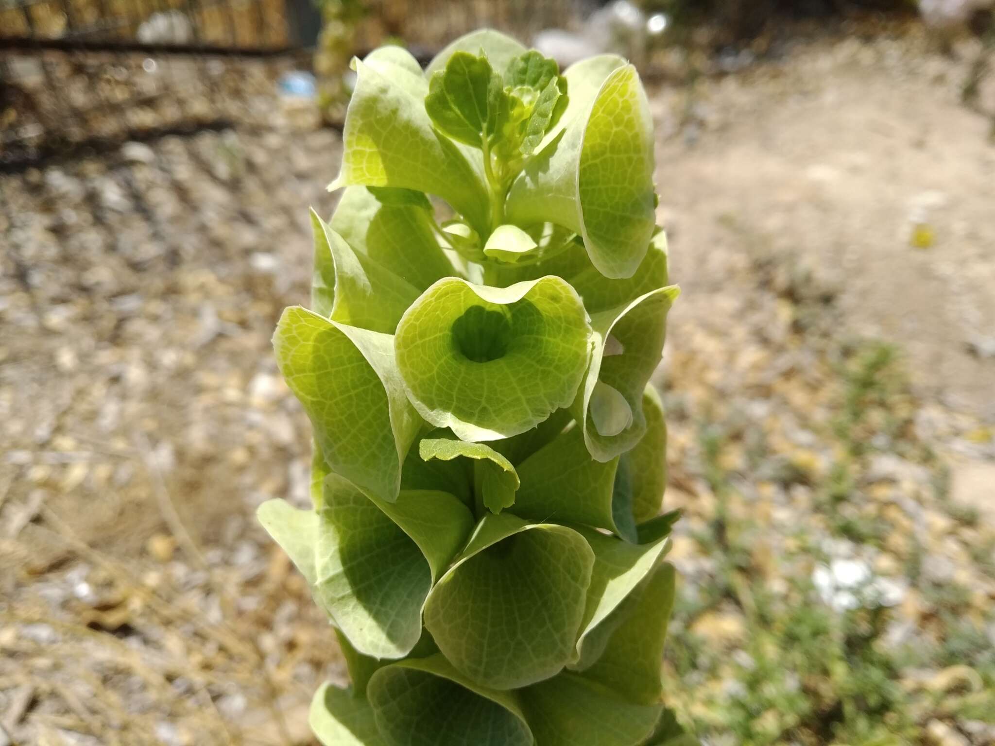 Image of moluccella