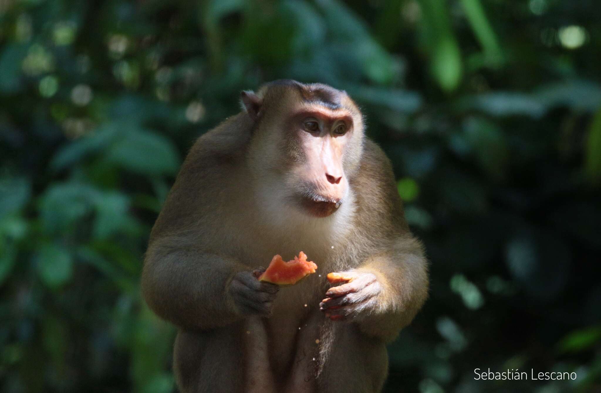 Image of Pig-Tail Macaque