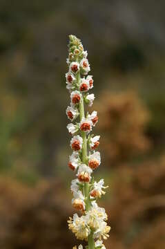 Image of Reseda barrelieri Bertol.