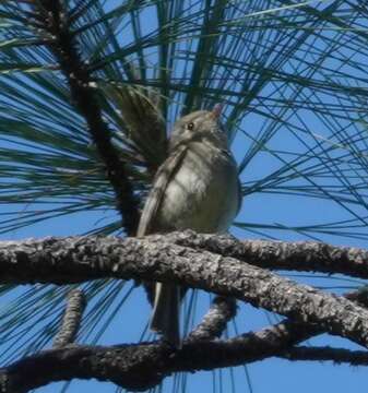 Empidonax affinis (Swainson 1827)的圖片