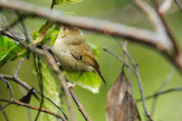 Image of Atherton Scrubwren