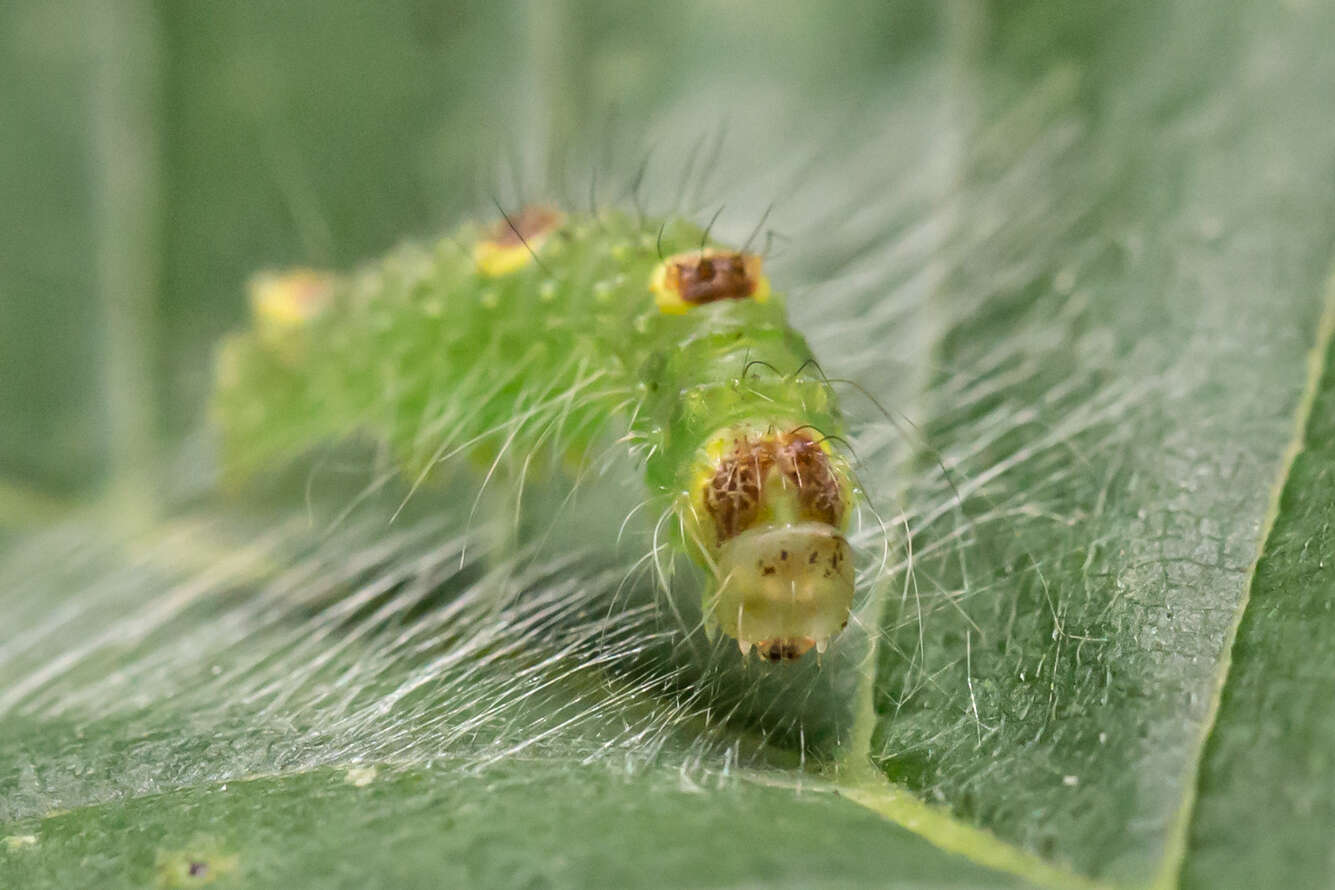 Image of Ochre Dagger Moth