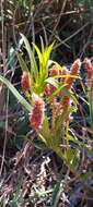 Image de Acalypha caperonioides Baill.