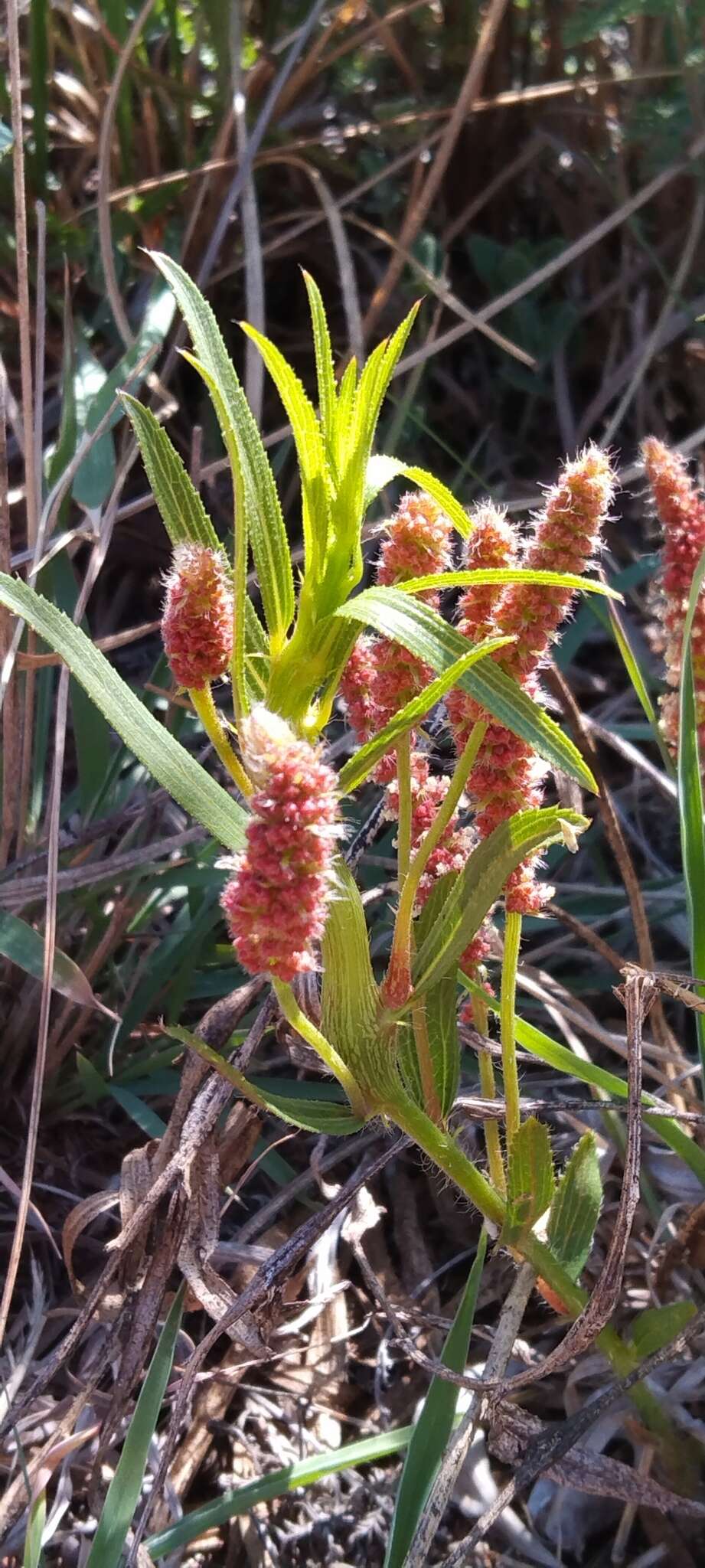 Image de Acalypha caperonioides Baill.