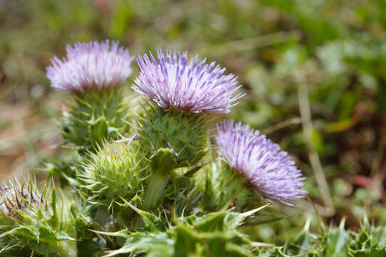 Image of Cirsium brevicaule A. Gray