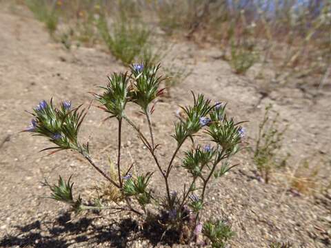 Image of lavender woollystar