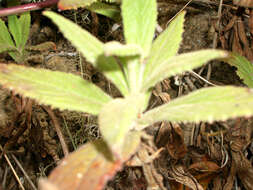 Image of Lamourouxia lanceolata Benth.