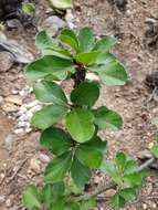 Image of Jatropha neopauciflora Pax