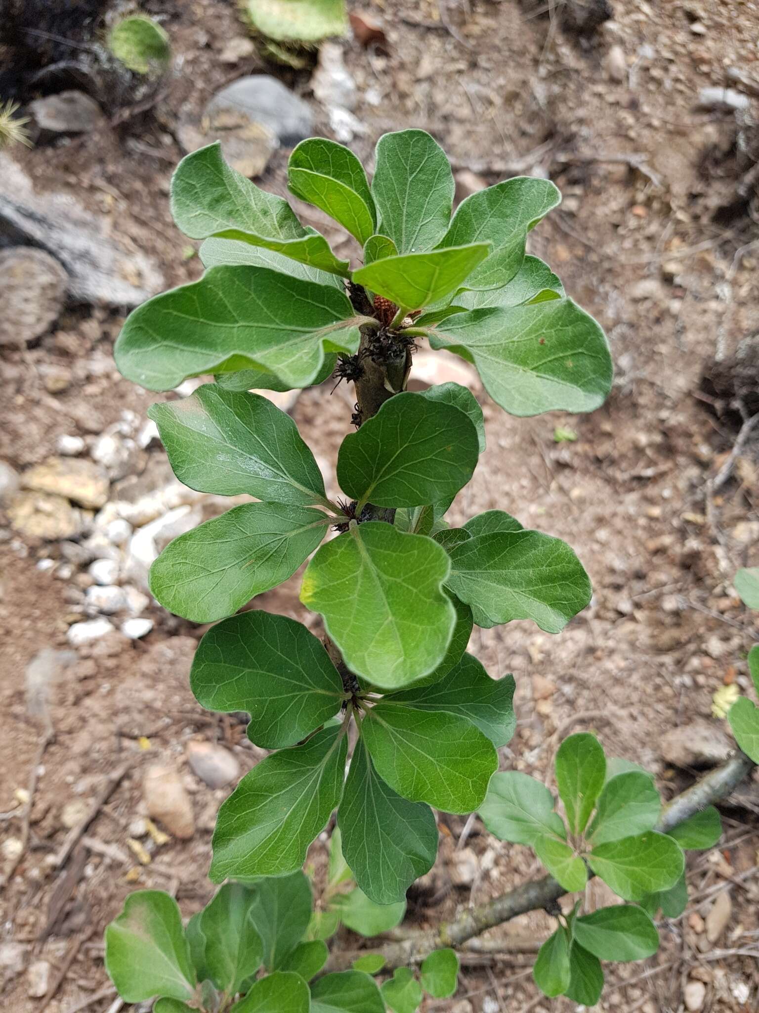 Image of Jatropha neopauciflora Pax