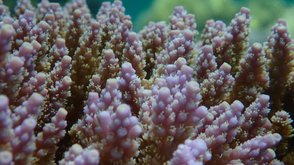 Image of Staghorn coral