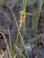 Image of Coastal sedge