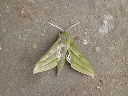 Image of Xylophanes vagliai Haxaire 2003