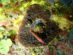 Image of Prasites pygmy goby