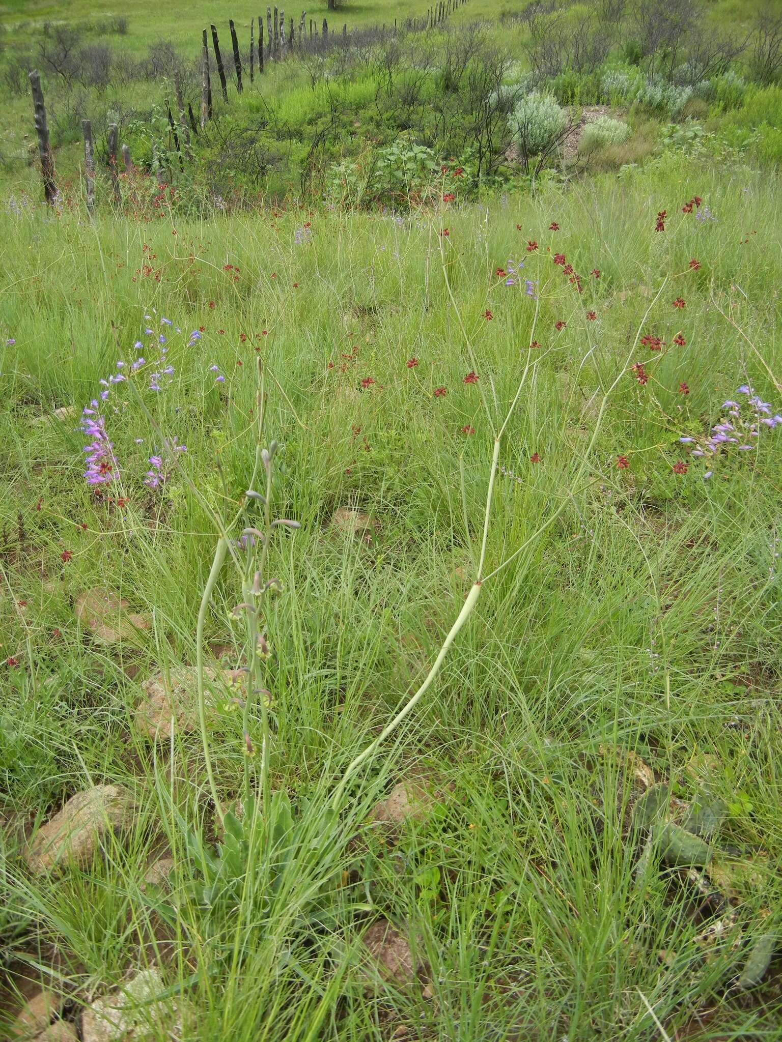 Imagem de Agave singuliflora (S. Watson) A. Berger