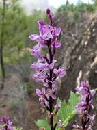 Image of Orchis patens subsp. canariensis (Lindl.) Asch. & Graebn.